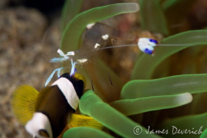 Living together / not the most artistic shot. Didn't get ... by James Deverich 